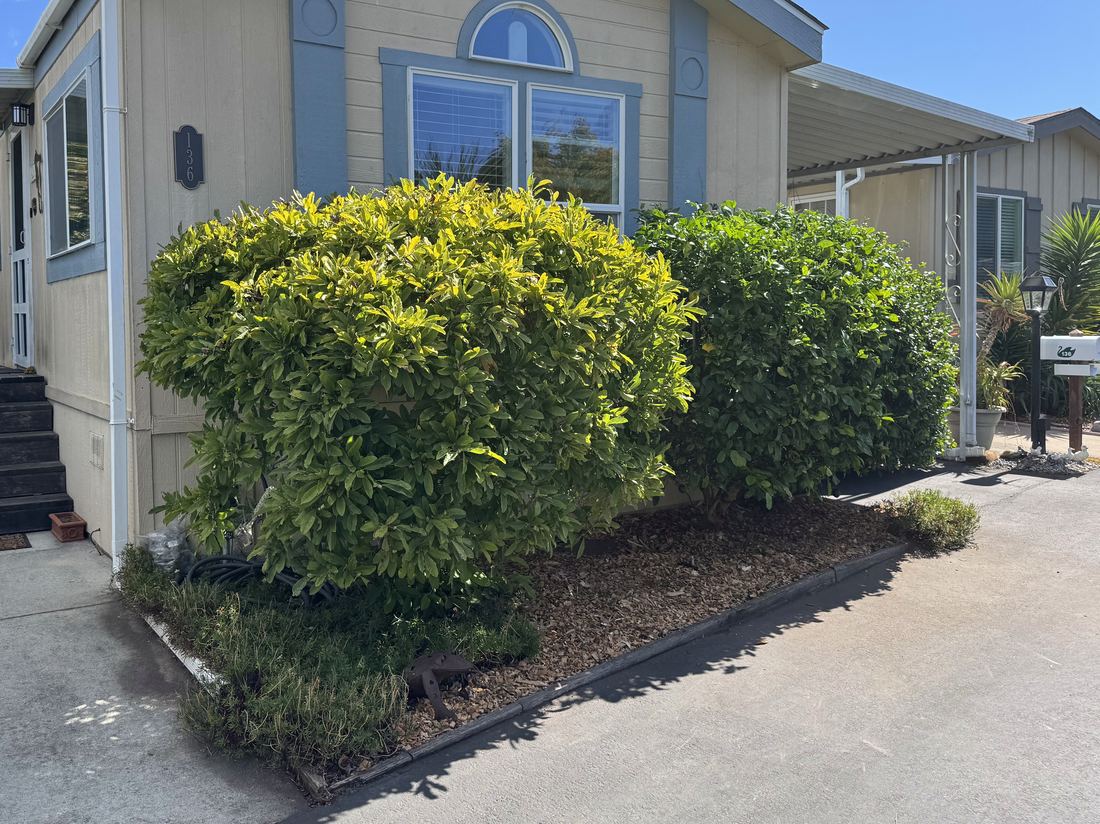 The same hedges shaped and lifted, the bed underneath cleared and mulched.