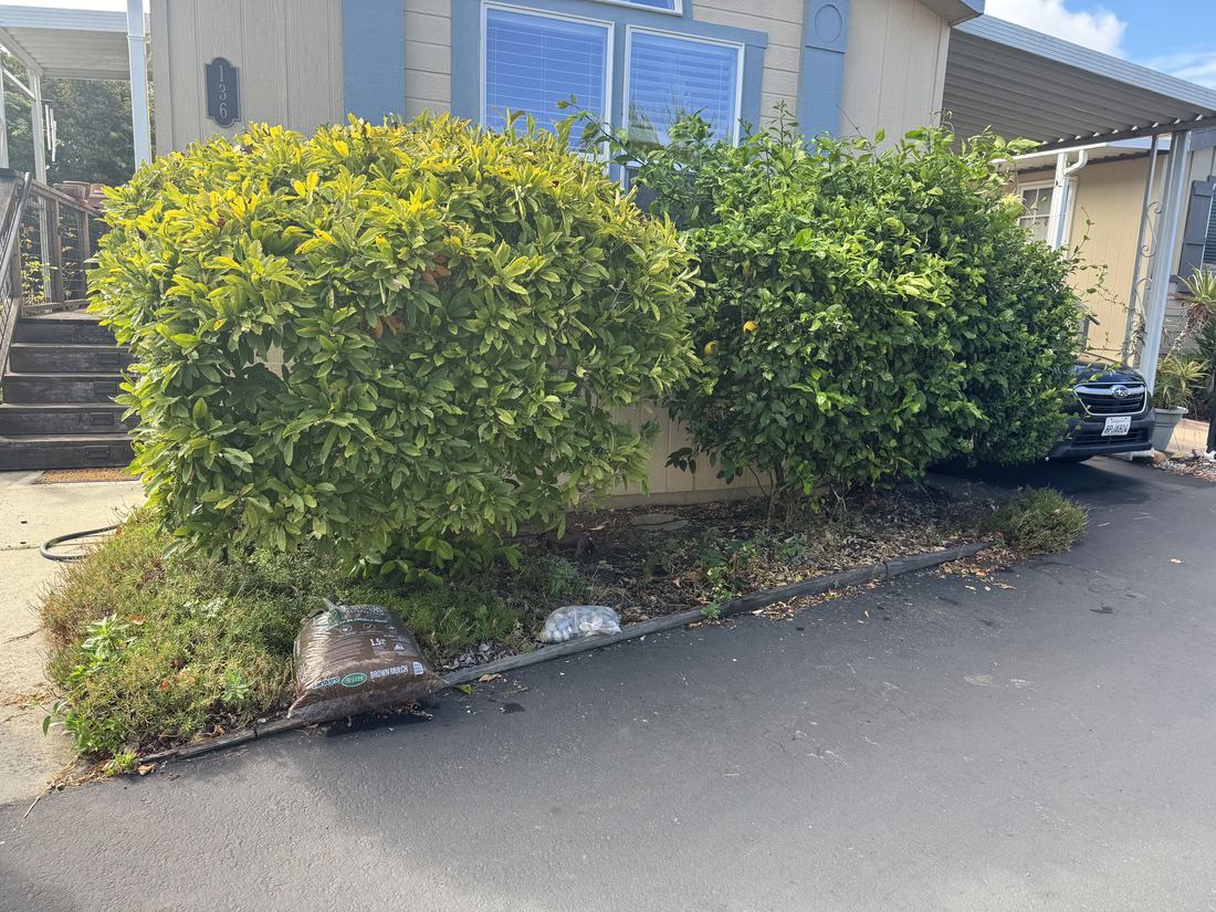 Overgrown hedges crowding a house wall, weeds through the bed below.