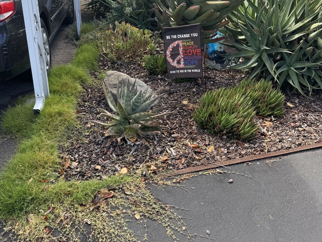 A succulent bed with grass and creeping weeds spilling over the edging onto the asphalt.
