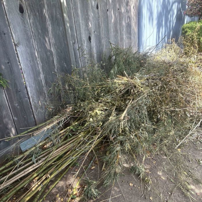 A pile of cut bamboo canes stacked neatly against a fence.